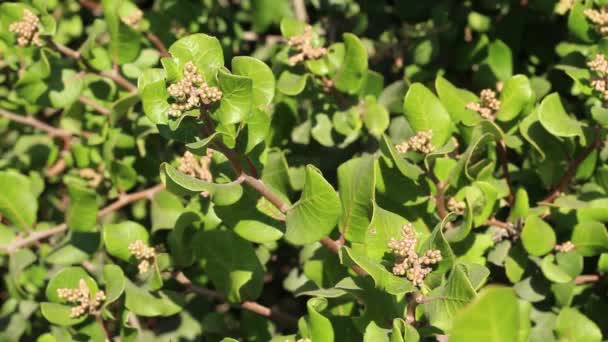 Tan Spící Květinové Pupeny Hořkosladké Sumac Rhus Integrifolia Anacardiaceae Nativní — Stock video