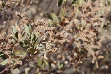 Thickleaf Yerba Santa, Eriodictyon Crassifolium, Boraginaceae 'nin olgun trikomatik kapsül meyvesi, San Jacinto Dağları, Yarımada Dağları, Sonbahar, Sonbahar.