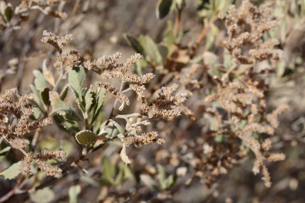 Tan mature trichomatic capsule fruit of Thickleaf Yerba Santa, Eriodictyon Crassifolium, Boraginaceae, native hermaphroditic perennial semi-deciduous shrub in the San Jacinto Mountains, Peninsular Ranges, Autumn.