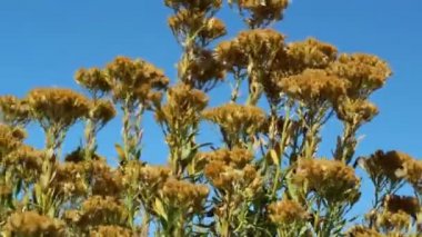 Yakışıklı Goldenbush, Erikameria Parishii, Asteraceae 'nin olgunlaşmamış bronz renkli papakent meyvesi, San Jacinto Dağları, Yarımada Dağları, Sonbahar, Sonbahar.