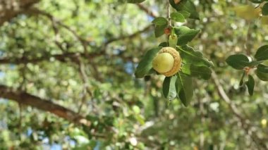 Kanyon Live Oak 'ın, Quercus Chrysolepis' in, Fagaceae 'nin yeşil olgunlaşmamış meşe palamudu meyvesi. San Jacinto Dağları' nda, Peninsular Sıradağları 'nda, Sonbahar' da,.