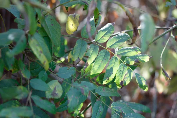 Green Pinnately Compound Lanceolate Leaves Southern Black Walnut Juglans Californica — Stock Photo, Image