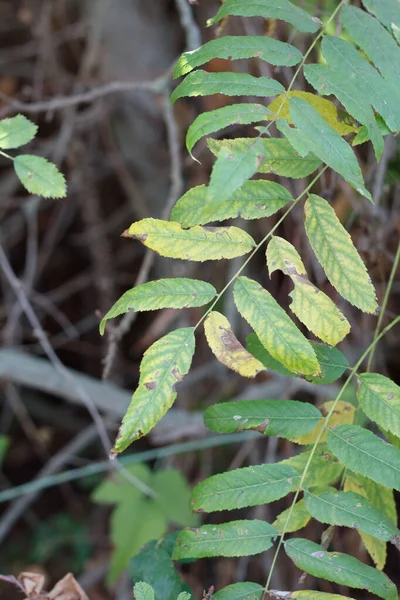 Πράσινο Pinnately Σύνθετες Lanceolate Φύλλα Του Southern Black Walnut Juglans — Φωτογραφία Αρχείου