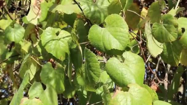 Green Belum Matang Buah Biji Kacang Dari Canyon Live Oak — Stok Video