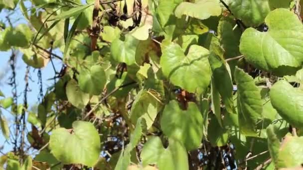 Noz Bolota Verde Imaturo Fruto Canyon Live Oak Quercus Chrysolepis — Vídeo de Stock