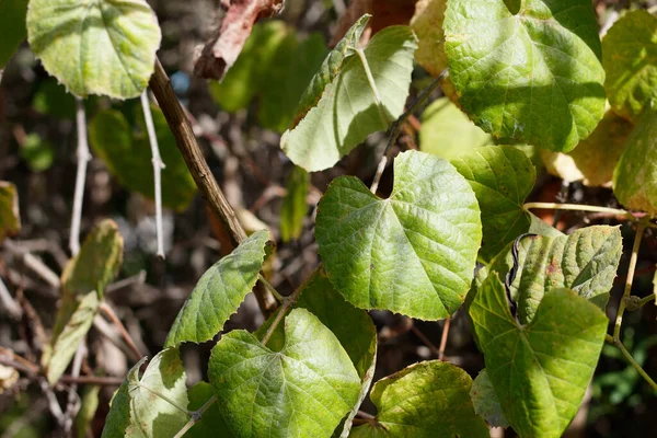 Kanyon Live Oak Quercus Chrysolepis Fagaceae Nin Yeşil Olgunlaşmamış Meşe — Stok fotoğraf