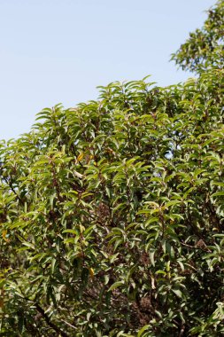 Laurel Sumac, Malosma Laurina, Anacardiaceae, yerel poligamodiyoecious daimi yeşil çoklu gövdeli Ballona Tatlı Su Bataklığı, Güney Kaliforniya Sahili, Sonbahar.