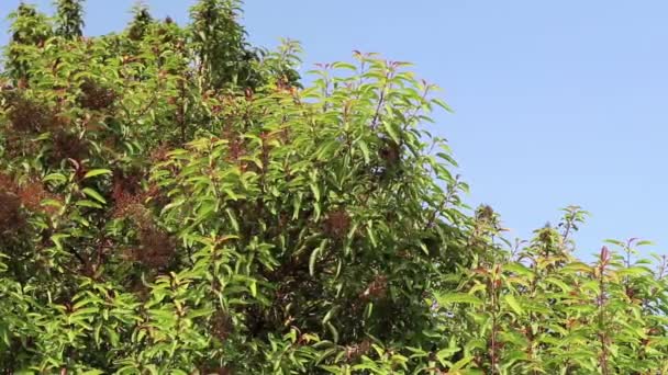 Hábito Vertical Obscuramente Denso Laurel Sumac Malosma Laurina Anacardiaceae Arbusto — Vídeos de Stock