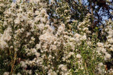 Beyaz olgun pappus achene baş meyvesi Coyote Bush, Baccharis Pilularis, Asteraceae, Ballona Tatlı Su Bataklığı, Güney Kaliforniya, sonbahar, sonbahar.