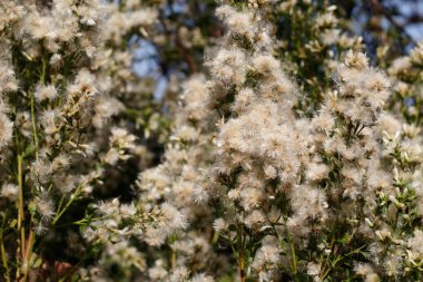 Beyaz olgun pappus achene baş meyvesi Coyote Bush, Baccharis Pilularis, Asteraceae, Ballona Tatlı Su Bataklığı, Güney Kaliforniya, sonbahar, sonbahar.