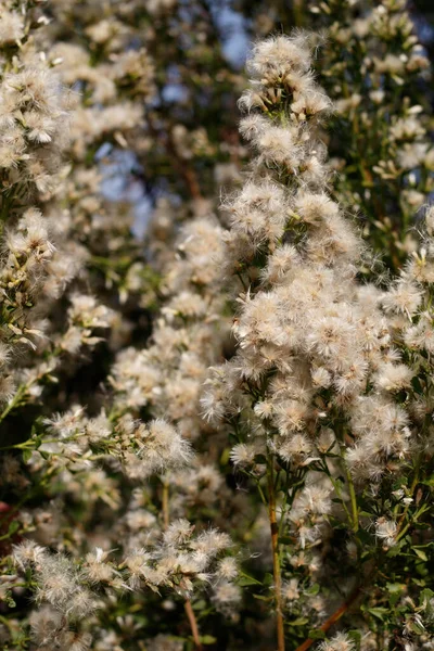 Bílý Zralý Pappus Achene Hlava Plody Coyote Bush Baccharis Pilularis — Stock fotografie