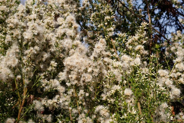 Pappus Achene Maduro Branco Fruta Cabeça Coyote Bush Baccharis Pilularis — Fotografia de Stock