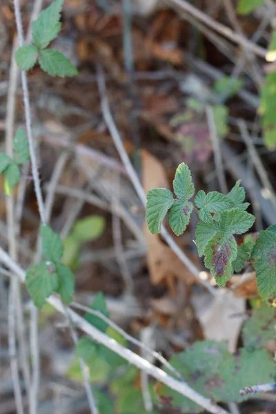 Green Ternately Compound Ovate Leaves Pacific Blackberry Rubus Ursinus Rosaceae — Stock Photo, Image