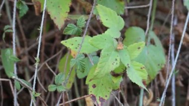 Pasifik Blackberry, Rubus Ursinus, Rosaceae 'nin yeşil yaprakları, Ballona Tatlı Su Bataklığı, Güney Kaliforniya Sahili, Sonbahar.