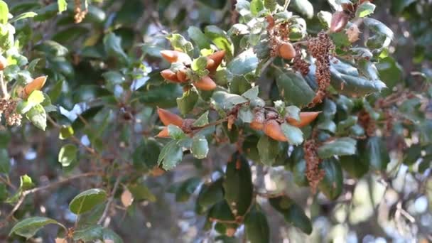 Zralé Hnědé Ořechové Plody Druhu Coast Live Oak Quercus Agrifolia — Stock video