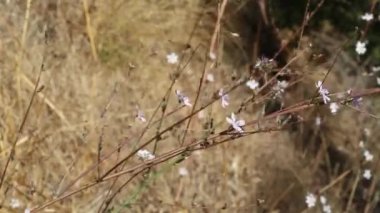 Chaparral Wirelettuce, Stephanomeria Diegensis, Asteraceae, Franklin Canyon Park, Santa Monica Dağları, Transverse Ranges, Autumn.