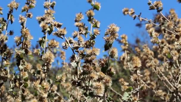 Weiße Reife Pappus Achene Kopffrucht Von California Brickellbusch Brickellia Californica — Stockvideo