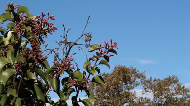 Flor Dormente Vermelho Botões Açúcar Sumac Rhus Ovata Anacardiaceae Arbusto — Vídeo de Stock