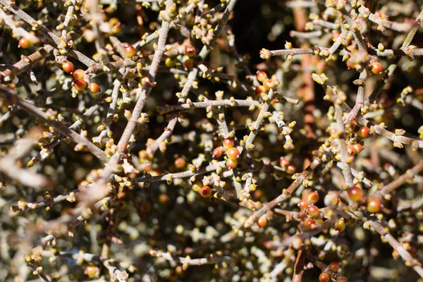 Ώριμος Καρπός Κόκκινου Βύσσινου Της Ερήμου Phoradendron Californicum Santalaceae Γηγενής — Φωτογραφία Αρχείου