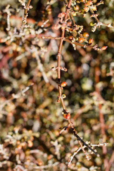 Fruto Rojo Maduro Baya Del Muérdago Del Desierto Phoradendron Californicum — Foto de Stock