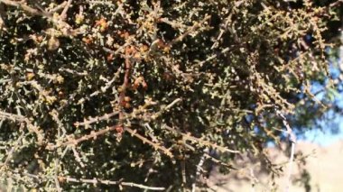 Olgun kırmızı meyveli çöl ökseotu, Phoradendron Californicum, Santalaceae, Joshua Tree Ulusal Parkı, Güney Mojave Çölü, Autumn.