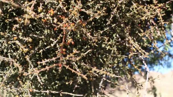 Mogna Röda Bär Frukt Desert Mistletoe Phoradendron Californicum Santalaceae Inhemska — Stockvideo