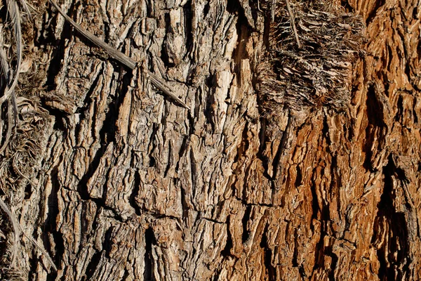 Corteccia Fessurata Sughero Marrone Grigio Invecchiato Mojave Spiketree Yucca Brevifolia — Foto Stock