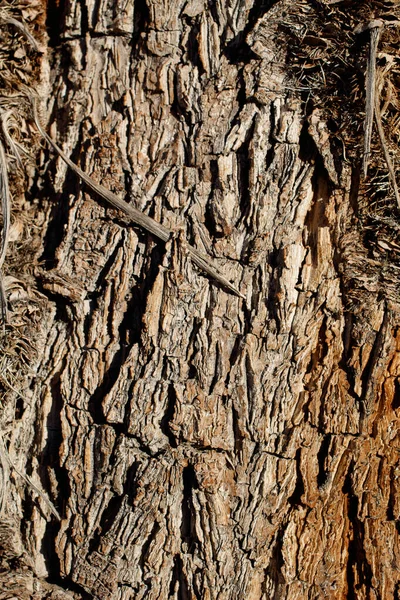 Casca Corky Envelhecimento Marrom Cinzento Fissurada Mojave Spiketree Yucca Brevifolia — Fotografia de Stock