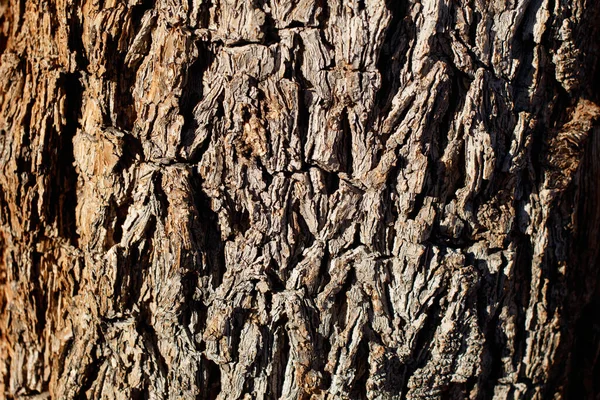 Gri Kahverengi Yaşlanan Mantar Kabuğu Mojave Spiketree Yucca Brevifolia Asparagaceae — Stok fotoğraf