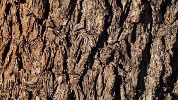 莫哈韦斯派克树 百里香叶 芦笋科 乔舒亚国家公园多年生多年生多年生多年生常绿树 南方莫哈韦沙漠 秋天的灰褐色树皮开裂树皮 — 图库视频影像