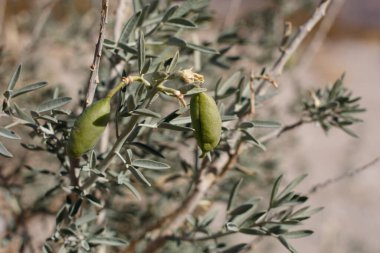 Mesane podu, Peritoma Arborea, Cleomaceae 'nin olgunlaşmamış yeşil kapsül meyvesi. Joshua Tree Ulusal Parkı, Güney Mojave Çölü, Kış Çölü.
