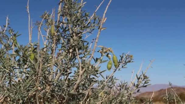 Πράσινος Ανώριμος Καρπός Της Κάψουλας Bladderpod Peritoma Arborea Cleomaceae Φυσικός — Αρχείο Βίντεο