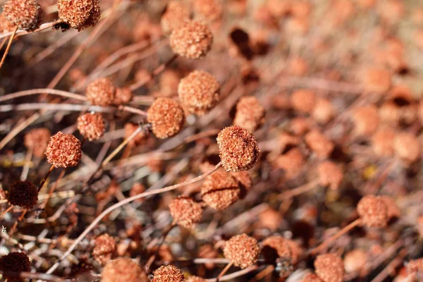 Fruto Maduro Acheno Glabro Marrón Rojizo Trigo Sarraceno California Eriogonum — Foto de Stock