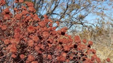 Kaliforniya Karabuğday, Eriogonum Fasciculatum, Polygonaceae, Joshua Tree Ulusal Parkı, Güney Mojave Çölü, Kış.
