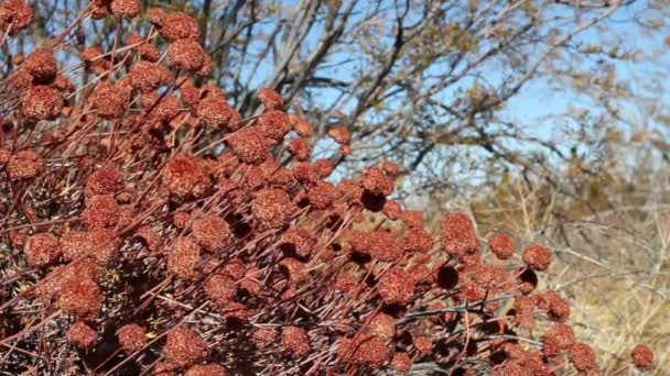 Maduro Vermelho Marrom Glabro Achene Fruto California Buckwheat Eriogonum Fasciculatum — Vídeo de Stock