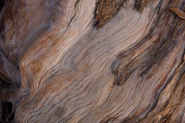 Exfoliating furrowed grey brown aging bark of California Juniper, Juniperus Californica, Cupressaceae, native mostly-dioecious perennial evergreen arborescent shrub in Joshua Tree National Park, Southern Mojave Desert, Winter. clipart