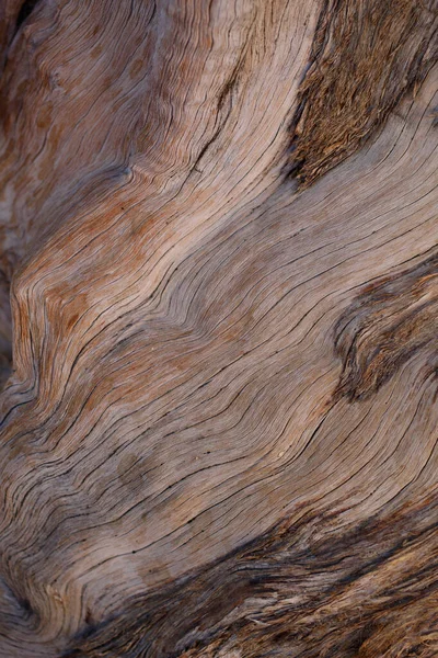 Exfolierande Furrowed Grå Brun Åldrande Bark California Juniper Juniperus Californica — Stockfoto