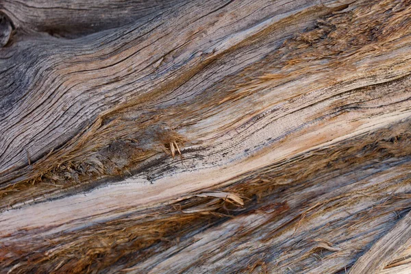 Exfoliační Zbrázděná Šedohnědá Stárnoucí Kůra Kalifornie Juniper Juniperus Californica Cupressaceae — Stock fotografie