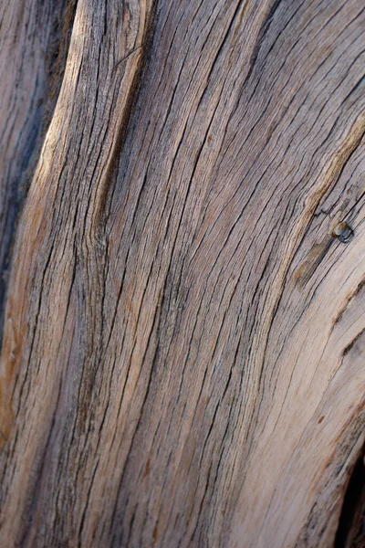 Exfolierande Furrowed Grå Brun Åldrande Bark California Juniper Juniperus Californica — Stockfoto
