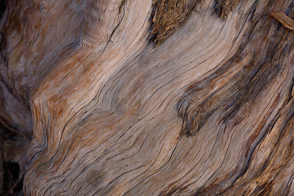 Exfoliating furrowed grey brown aging bark of California Juniper, Juniperus Californica, Cupressaceae, native mostly-dioecious perennial evergreen arborescent shrub in Joshua Tree National Park, Southern Mojave Desert, Winter.