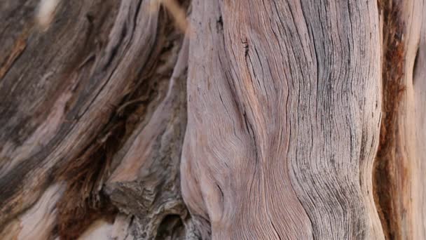 Exfolierande Furrowed Grå Brun Åldrande Bark California Juniper Juniperus Californica — Stockvideo