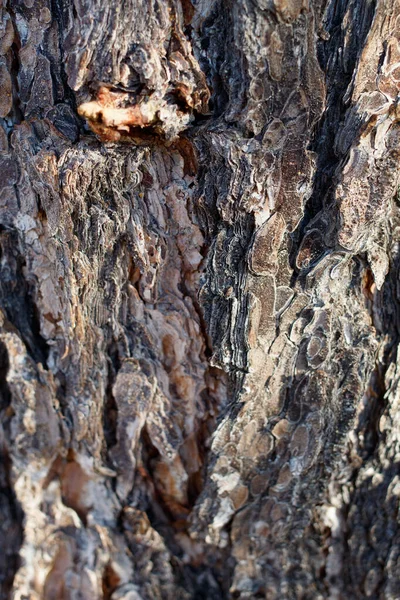 Barna Szürke Érlelés Pikkelyes Barázdált Gerinc Kéreg Singleleaf Pinyon Pinus — Stock Fotó