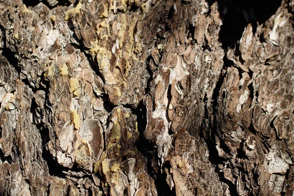 Barna Szürke Érlelés Pikkelyes Barázdált Gerinc Kéreg Singleleaf Pinyon Pinus — Stock Fotó