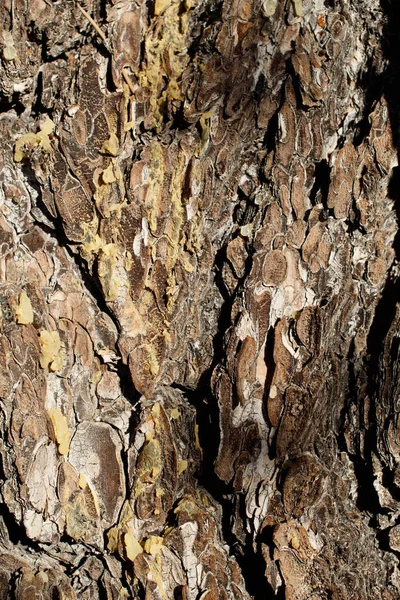 Brun Grå Åldrande Fjällig Fårad Bark Singleleaf Pinyon Pinus Monophylla — Stockfoto