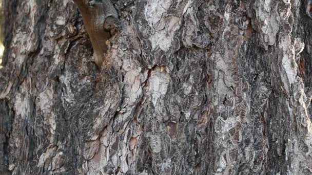 Bruine Grijze Veroudering Schilferige Gegroefde Nokschors Van Singleleaf Pinyon Pinus — Stockvideo