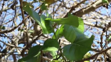 Batı Cottonwood 'un, Populus Fremontii' nin, Salicaceae 'nin alternatif yeşil yaprakları. Bluff Creek Trail, Güney Kaliforniya Kıyısı, Kış.