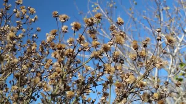 Зрелый Бурый Ахеновый Паппус Плод Калифорнийского Шелка Goldenaster Heterotheca Grandiflora — стоковое видео