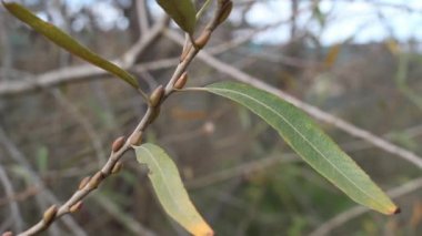 Arroyo Willow 'un, Salix Lasiolepis' in, Salicaceae 'nin sarı yeşil, hareketsiz çiçek tomurcukları, Bluff Creek Yolu, Güney Kaliforniya Kıyısı, Kış.