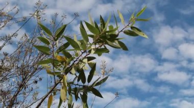 Kızıl Söğüt, Salix Laevigata, Salicaceae 'nin hareketsiz kırmızı çiçek tomurcukları, Bluff Creek Yolu, Güney Kaliforniya Sahili, Kış.