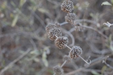 Gri, boş braketlerde daha önce Kara Bilge, Salvia Mellifera, Lamiaceae ceviz meyvesi Temescal Gateway Park, Santa Monica Dağları, Enine Sıradağlar, Kış.